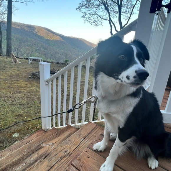 Meet your Posher, River! - Picture 16 of 16